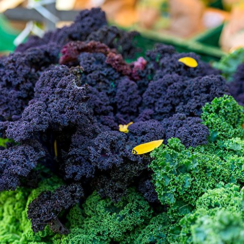 Semillas de Kale 'Scarlet' - Brassica oleracea